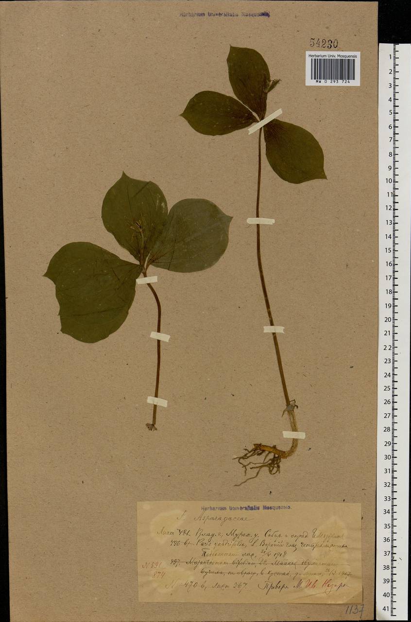 Paris quadrifolia L., Eastern Europe, Central region (E4) (Russia)