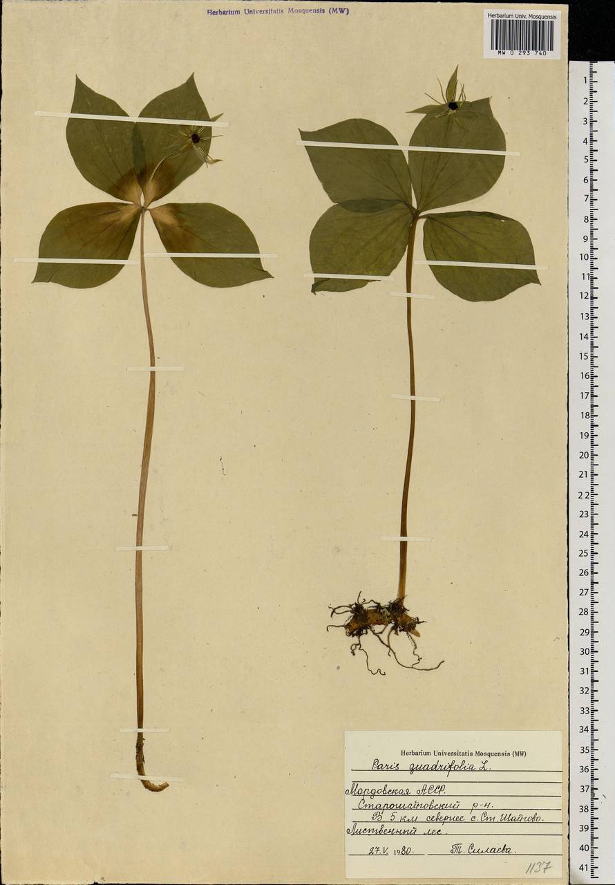 Paris quadrifolia L., Eastern Europe, Middle Volga region (E8) (Russia)