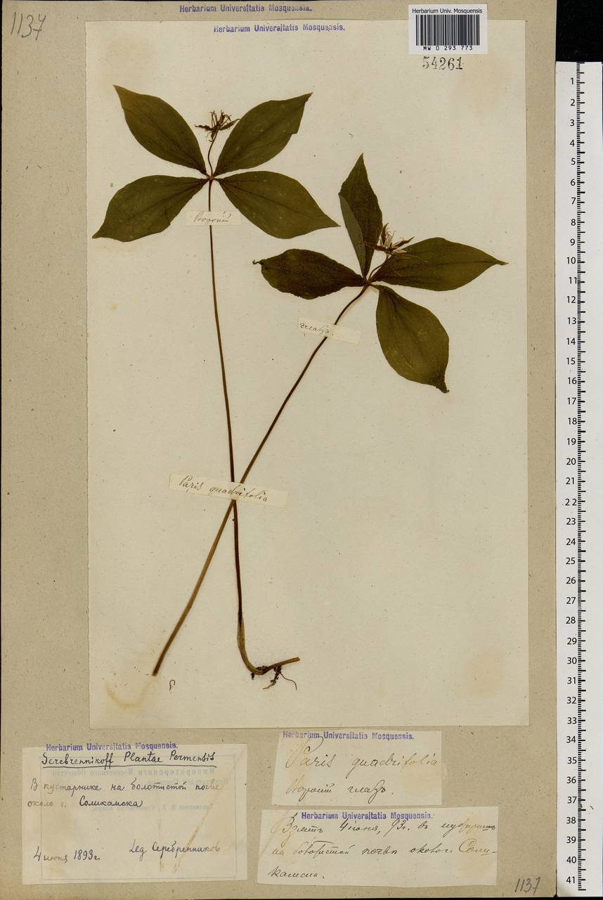 Paris quadrifolia L., Eastern Europe, Eastern region (E10) (Russia)