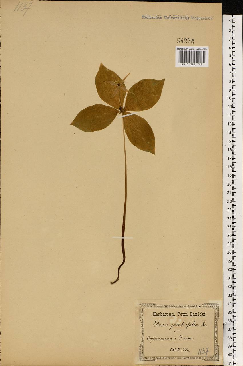 Paris quadrifolia L., Eastern Europe, South Ukrainian region (E12) (Ukraine)