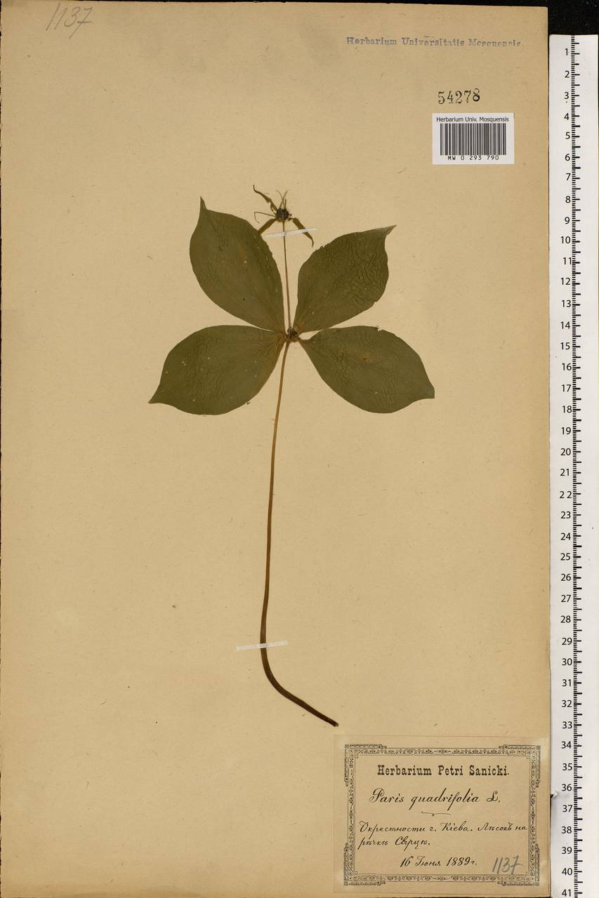 Paris quadrifolia L., Eastern Europe, North Ukrainian region (E11) (Ukraine)