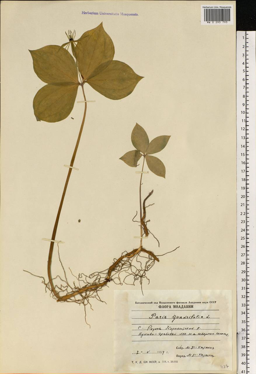 Paris quadrifolia L., Eastern Europe, Moldova (E13a) (Moldova)