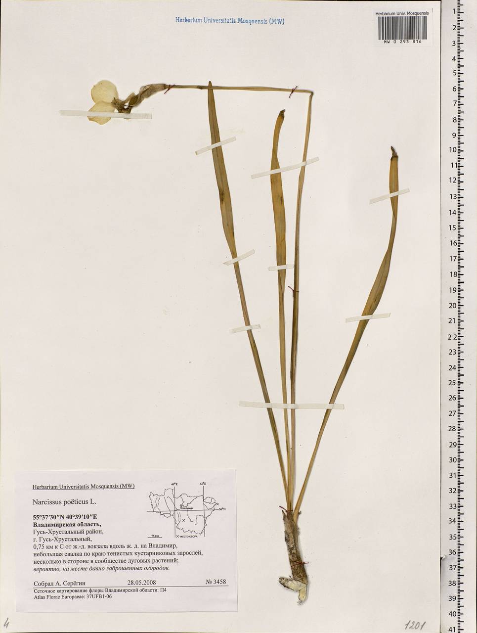 Narcissus poeticus L., Eastern Europe, Central region (E4) (Russia)