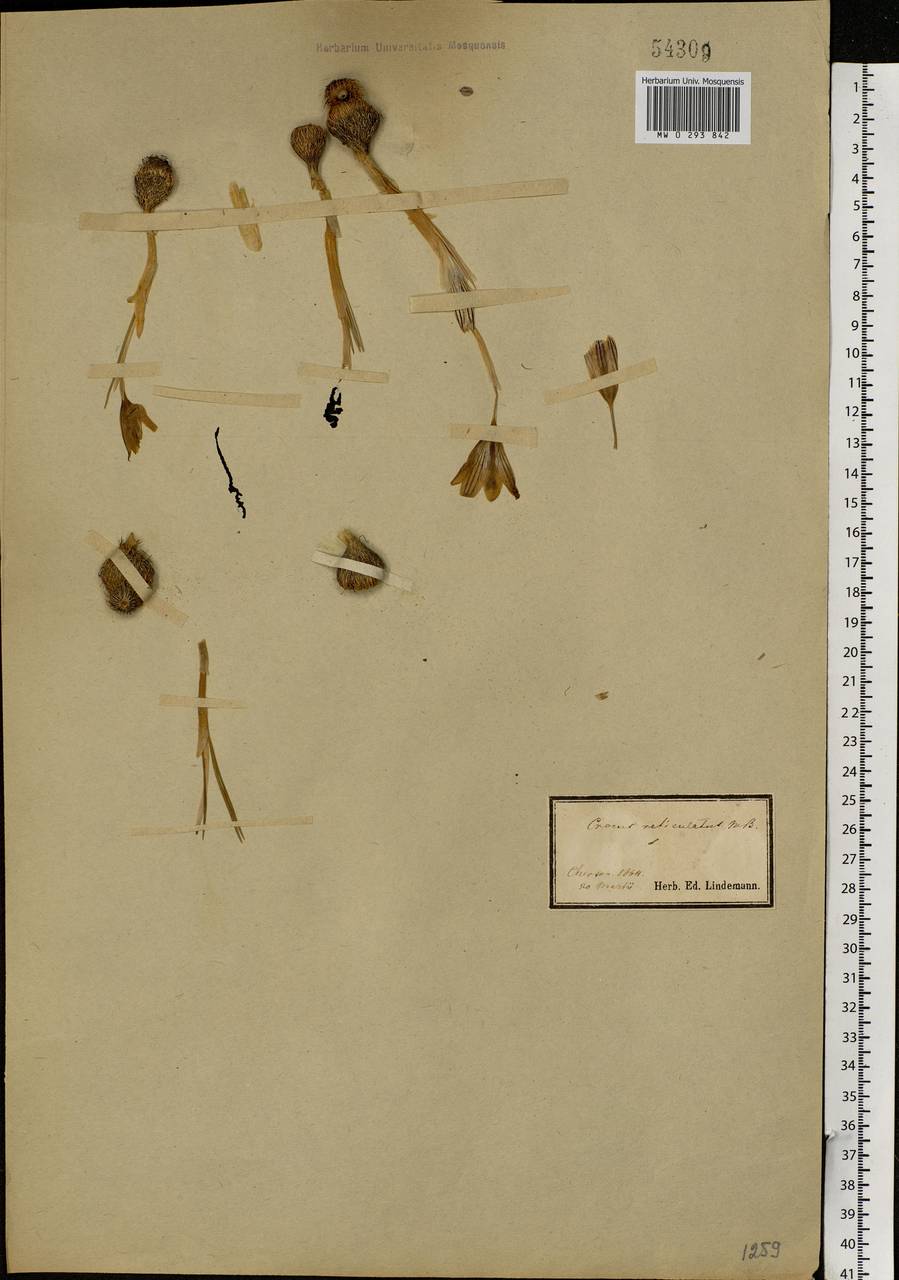 Crocus reticulatus Steven ex Adams, Eastern Europe, South Ukrainian region (E12) (Ukraine)