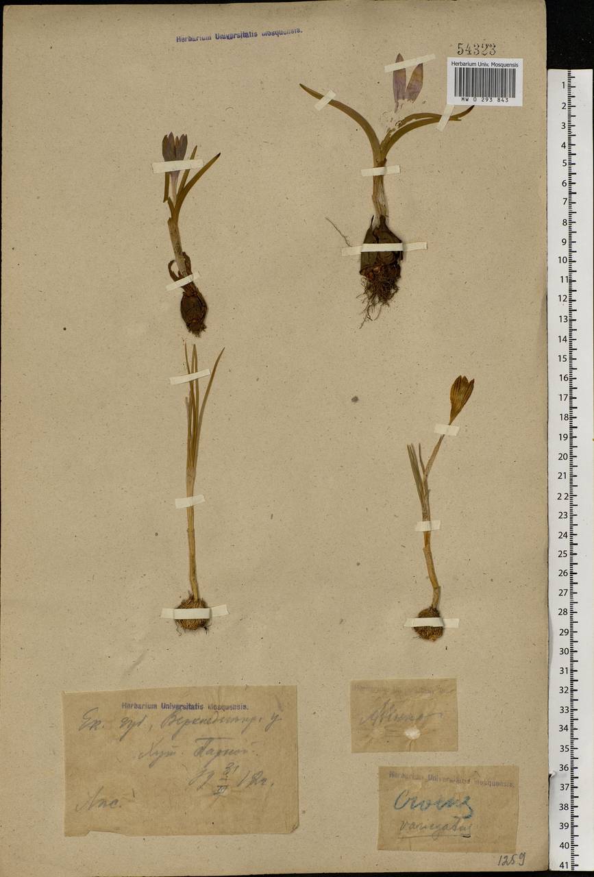 Crocus reticulatus Steven ex Adams, Eastern Europe, South Ukrainian region (E12) (Ukraine)