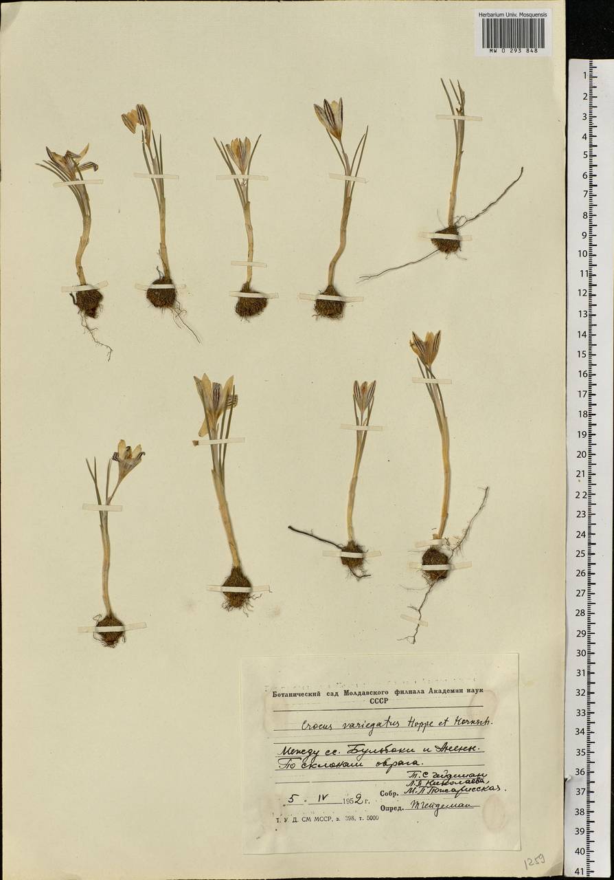 Crocus reticulatus Steven ex Adam, Eastern Europe, Moldova (E13a) (Moldova)