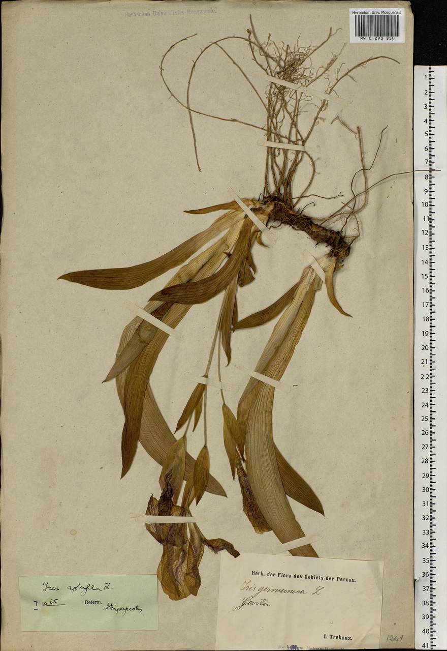 Iris aphylla L., Eastern Europe, Estonia (E2c) (Estonia)