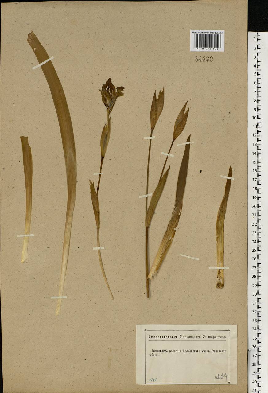 Iris aphylla L., Eastern Europe, Central forest-and-steppe region (E6) (Russia)