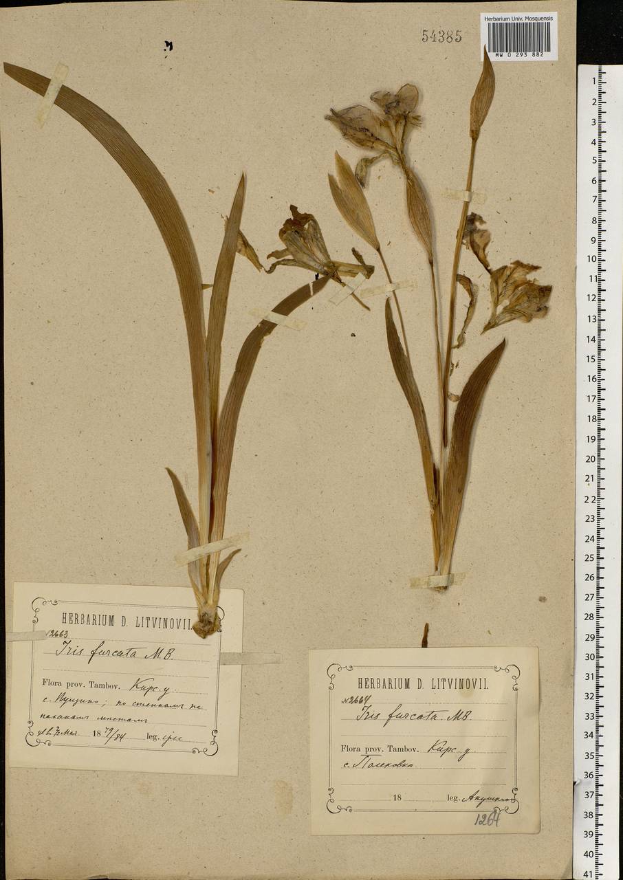 Iris aphylla L., Eastern Europe, Central forest-and-steppe region (E6) (Russia)