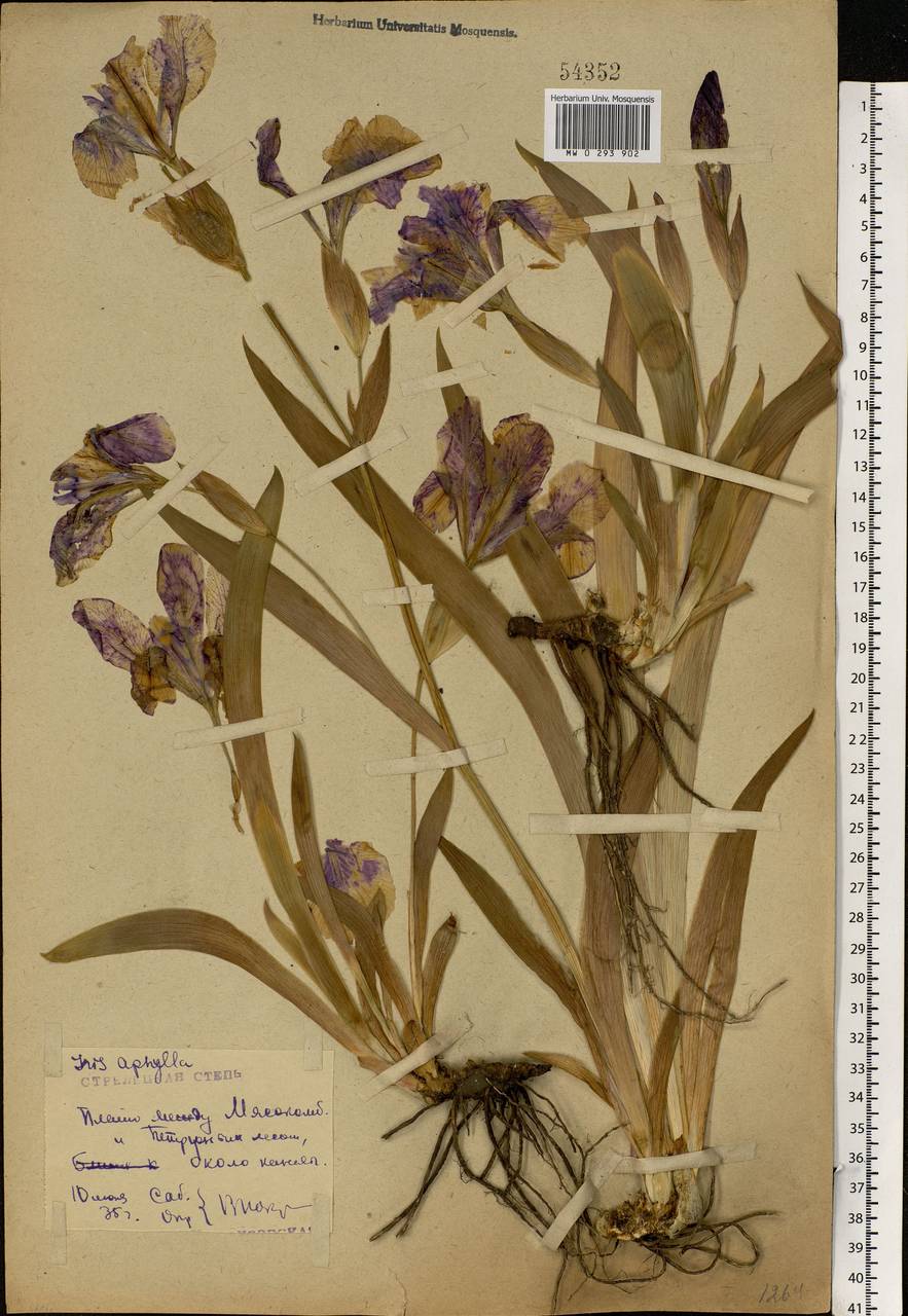 Iris aphylla L., Eastern Europe, Central forest-and-steppe region (E6) (Russia)