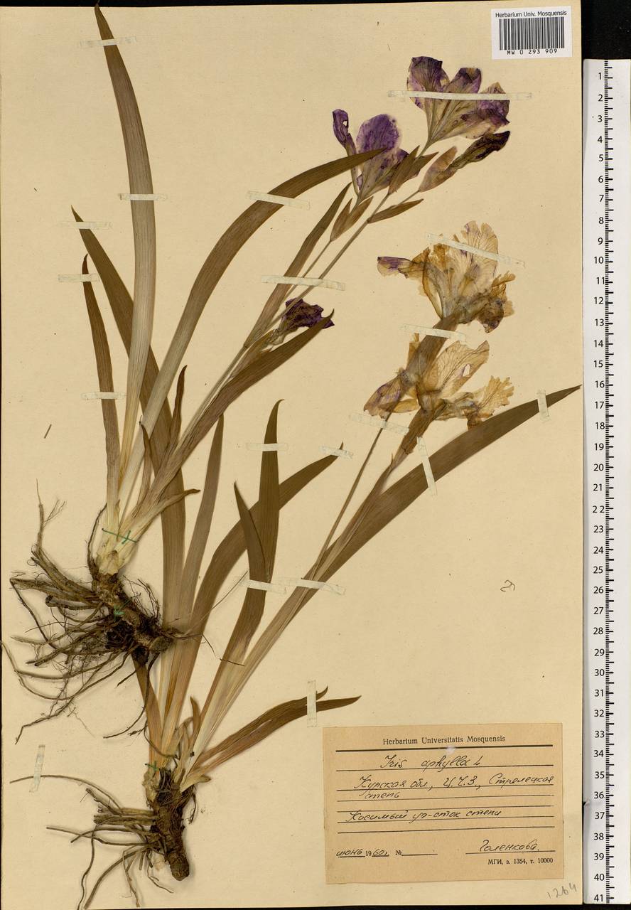 Iris aphylla L., Eastern Europe, Central forest-and-steppe region (E6) (Russia)