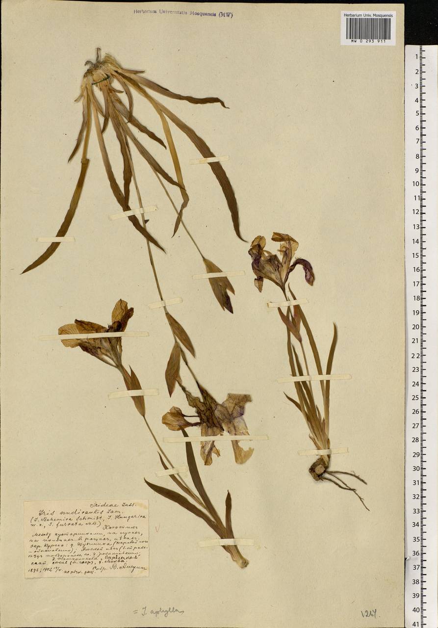 Iris aphylla L., Eastern Europe, Central forest-and-steppe region (E6) (Russia)