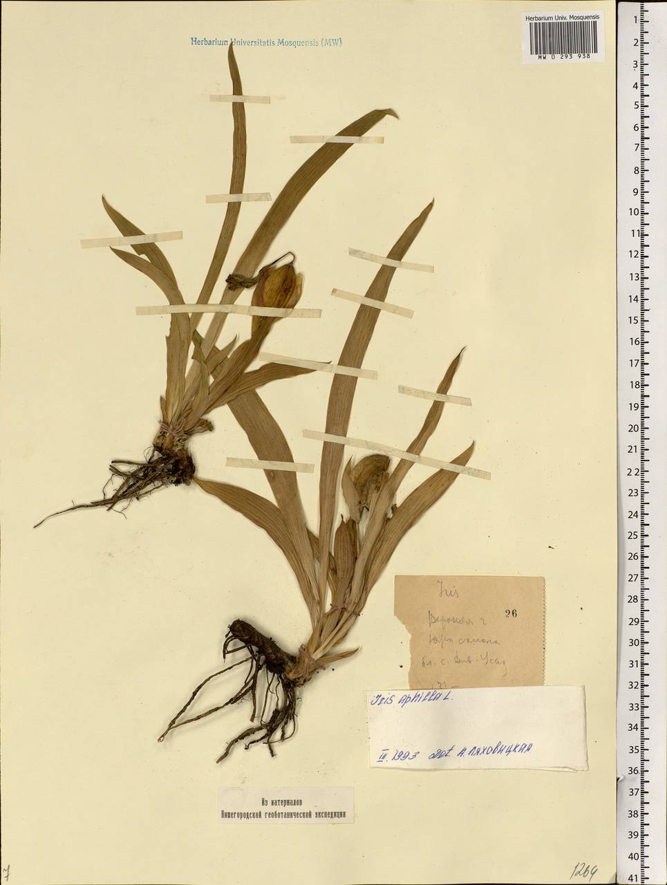 Iris aphylla L., Eastern Europe, Volga-Kama region (E7) (Russia)