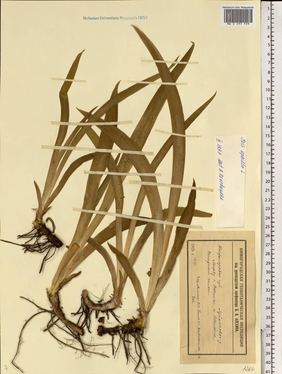 Iris aphylla L., Eastern Europe, Volga-Kama region (E7) (Russia)