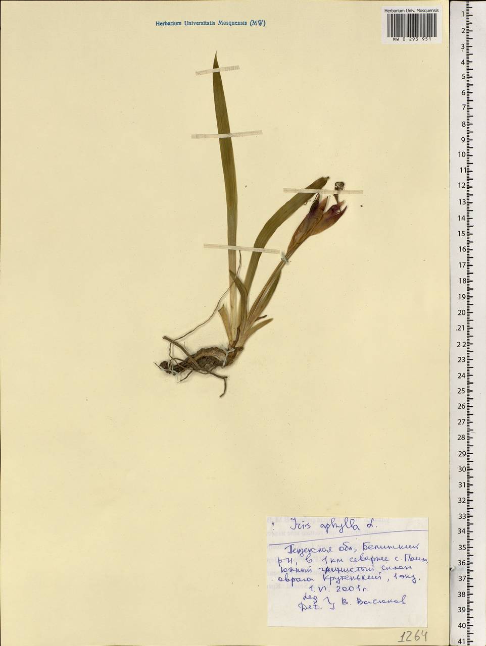 Iris aphylla L., Eastern Europe, Middle Volga region (E8) (Russia)