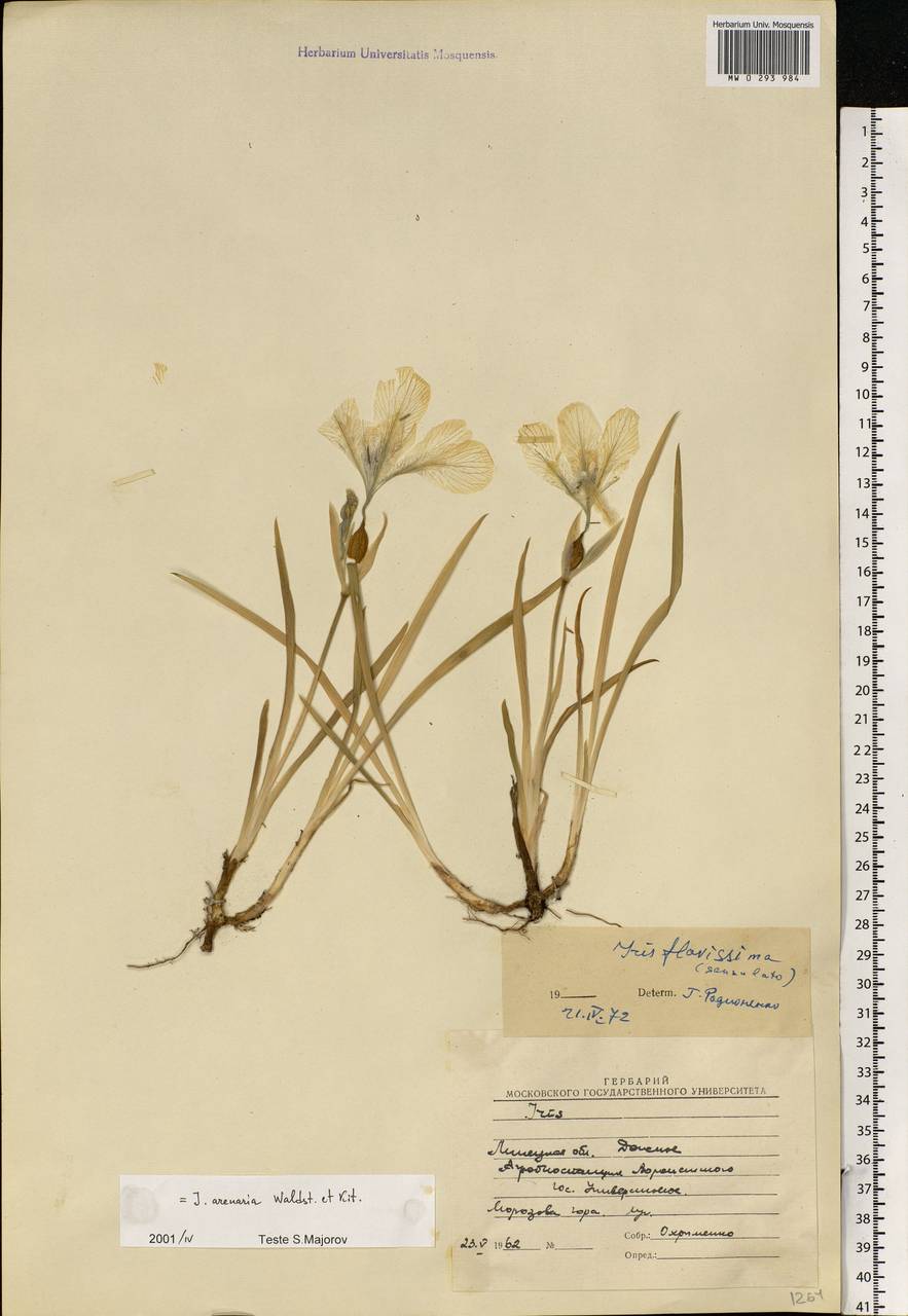 Iris arenaria Waldst. & Kit., Eastern Europe, Central forest-and-steppe region (E6) (Russia)