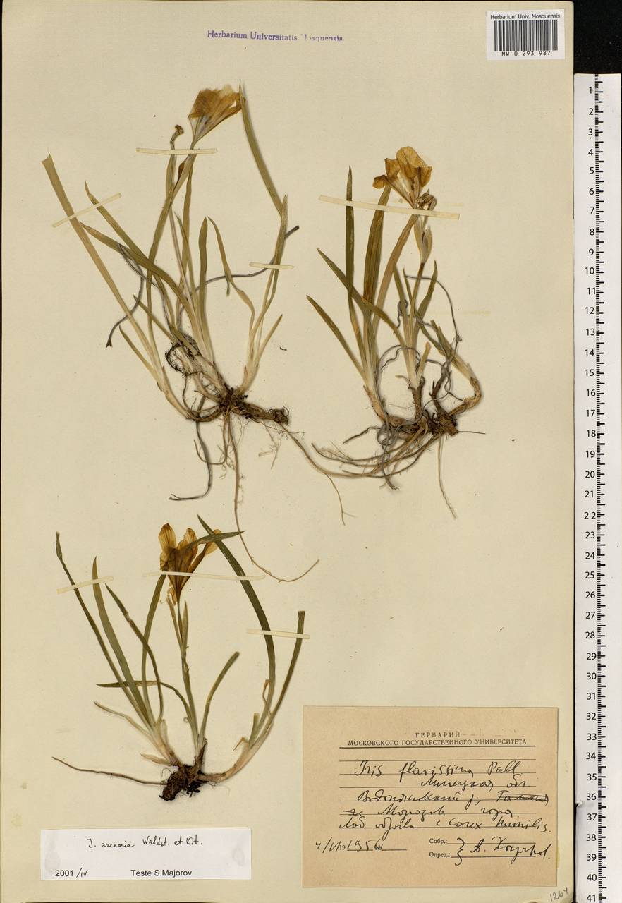 Iris arenaria Waldst. & Kit., Eastern Europe, Central forest-and-steppe region (E6) (Russia)