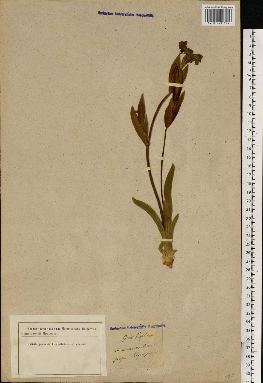 Iris scariosa Willd. ex Link, Eastern Europe, Latvia (E2b) (Latvia)
