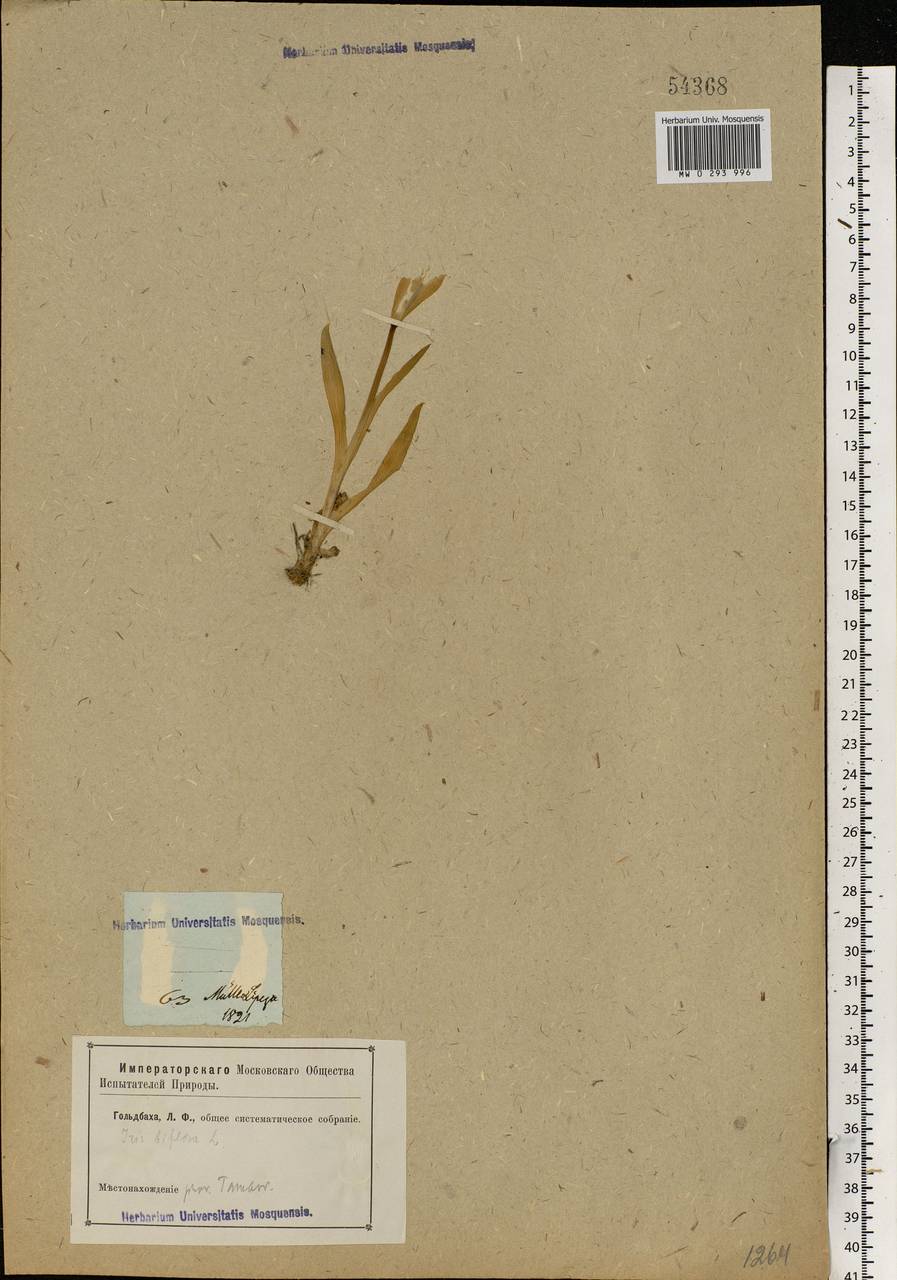 Iris scariosa Willd. ex Link, Eastern Europe, Central forest-and-steppe region (E6) (Russia)