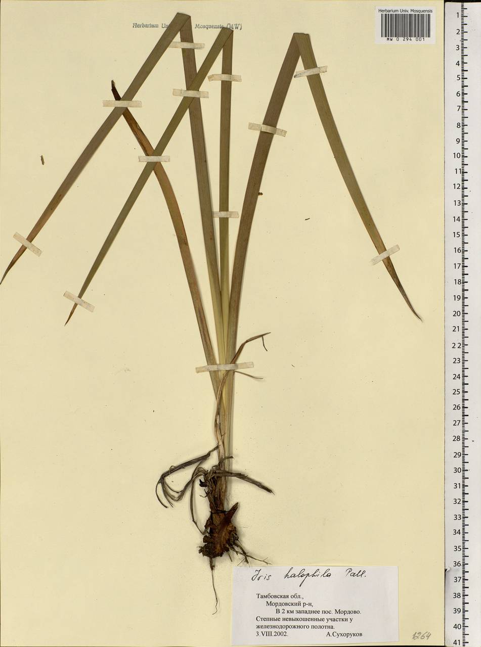 Iris halophila Pall., Eastern Europe, Central forest-and-steppe region (E6) (Russia)