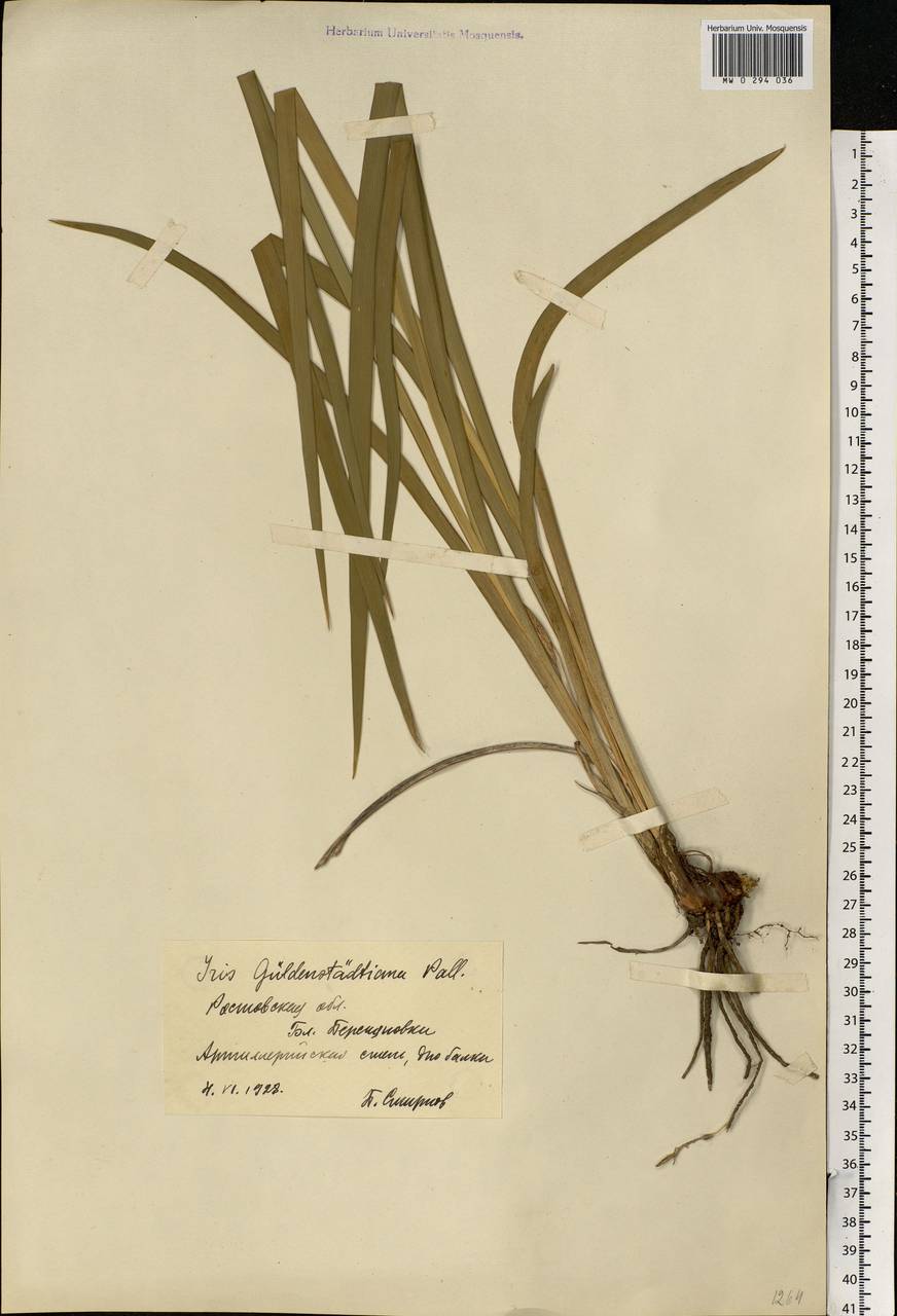 Iris halophila Pall., Eastern Europe, Rostov Oblast (E12a) (Russia)