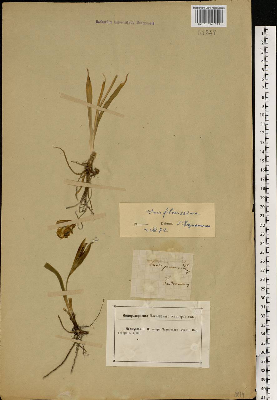 Iris humilis Georgi, Eastern Europe, Central forest-and-steppe region (E6) (Russia)
