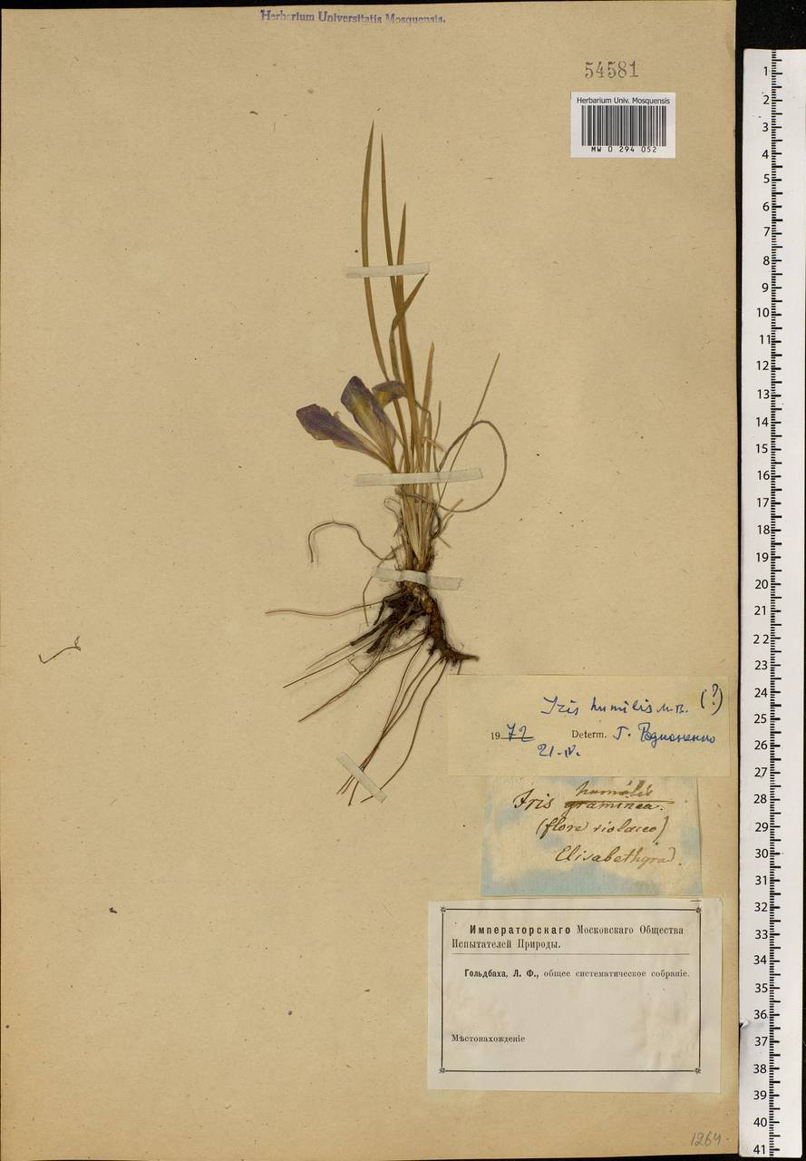 Iris humilis Georgi, Eastern Europe, South Ukrainian region (E12) (Ukraine)