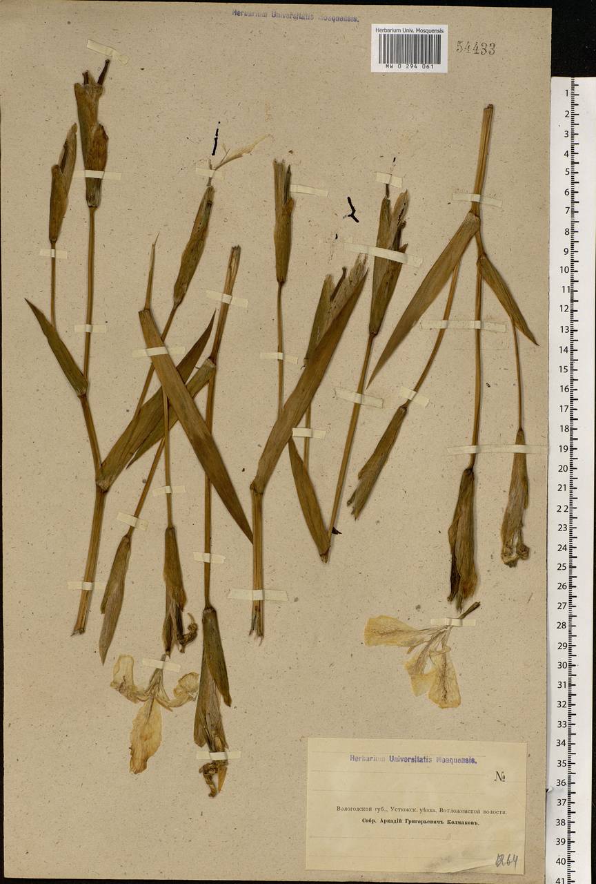 Iris pseudacorus L., Eastern Europe, Northern region (E1) (Russia)