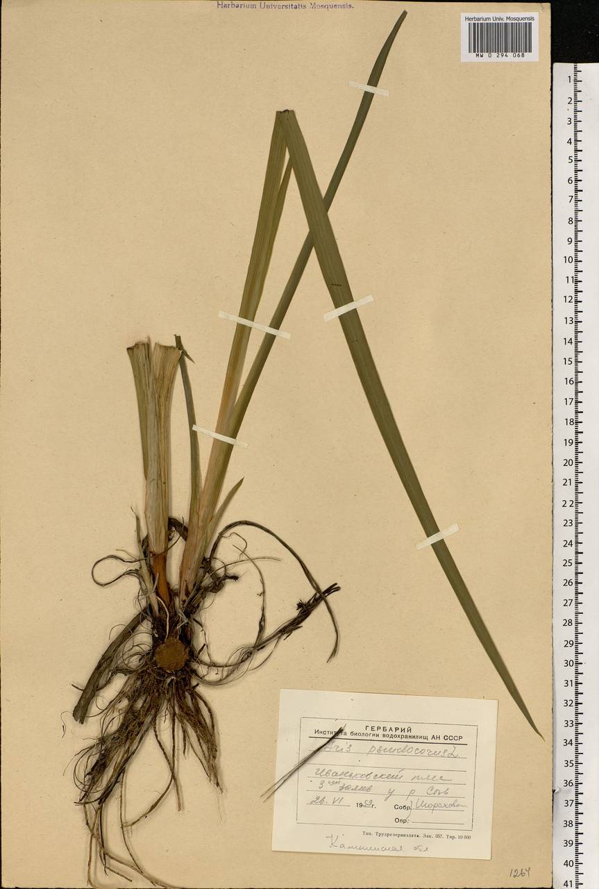 Iris pseudacorus L., Eastern Europe, North-Western region (E2) (Russia)