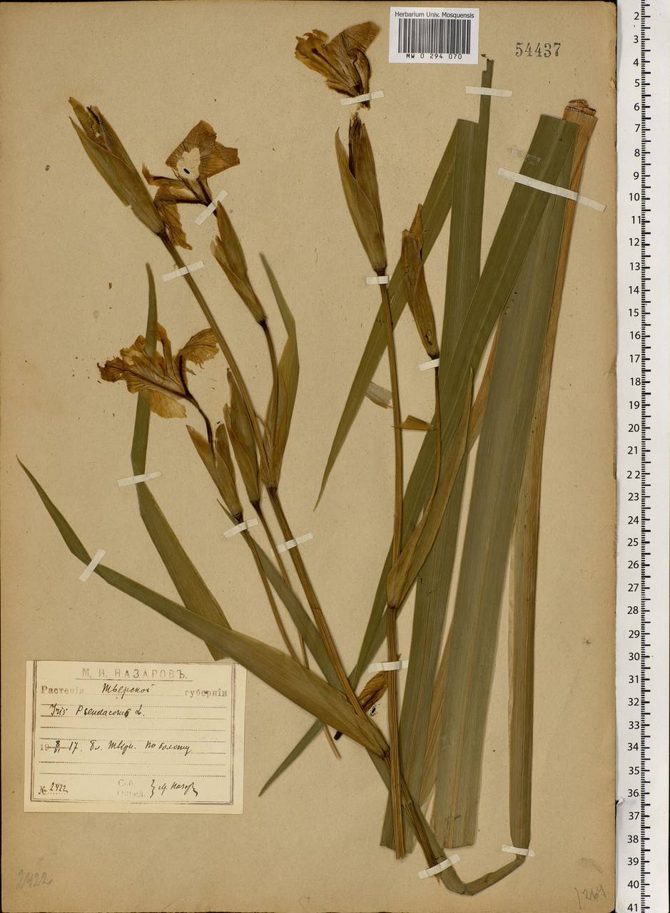 Iris pseudacorus L., Eastern Europe, North-Western region (E2) (Russia)