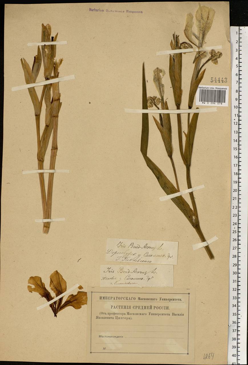 Iris pseudacorus L., Eastern Europe, Western region (E3) (Russia)