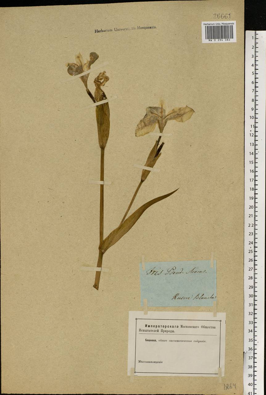 Iris pseudacorus L., Eastern Europe, Belarus (E3a) (Belarus)