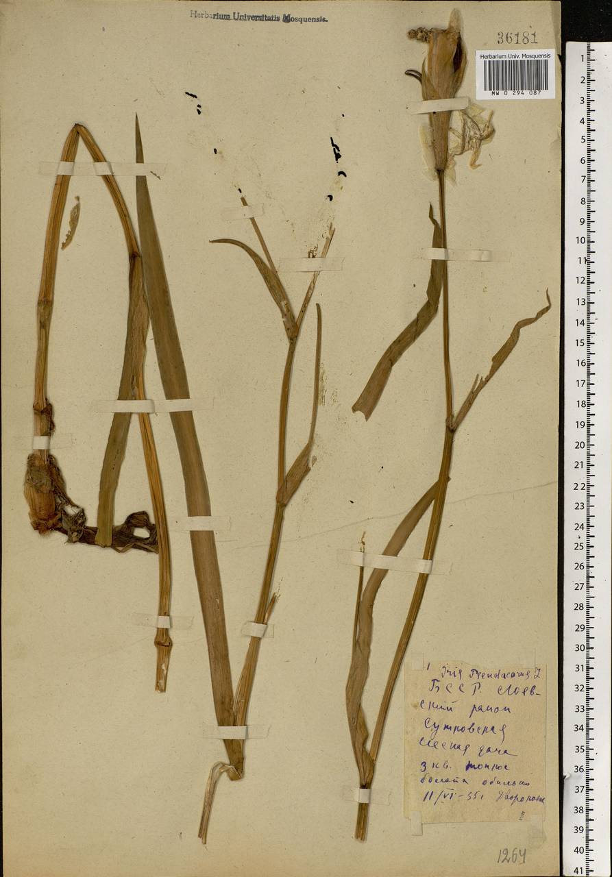 Iris pseudacorus L., Eastern Europe, Belarus (E3a) (Belarus)