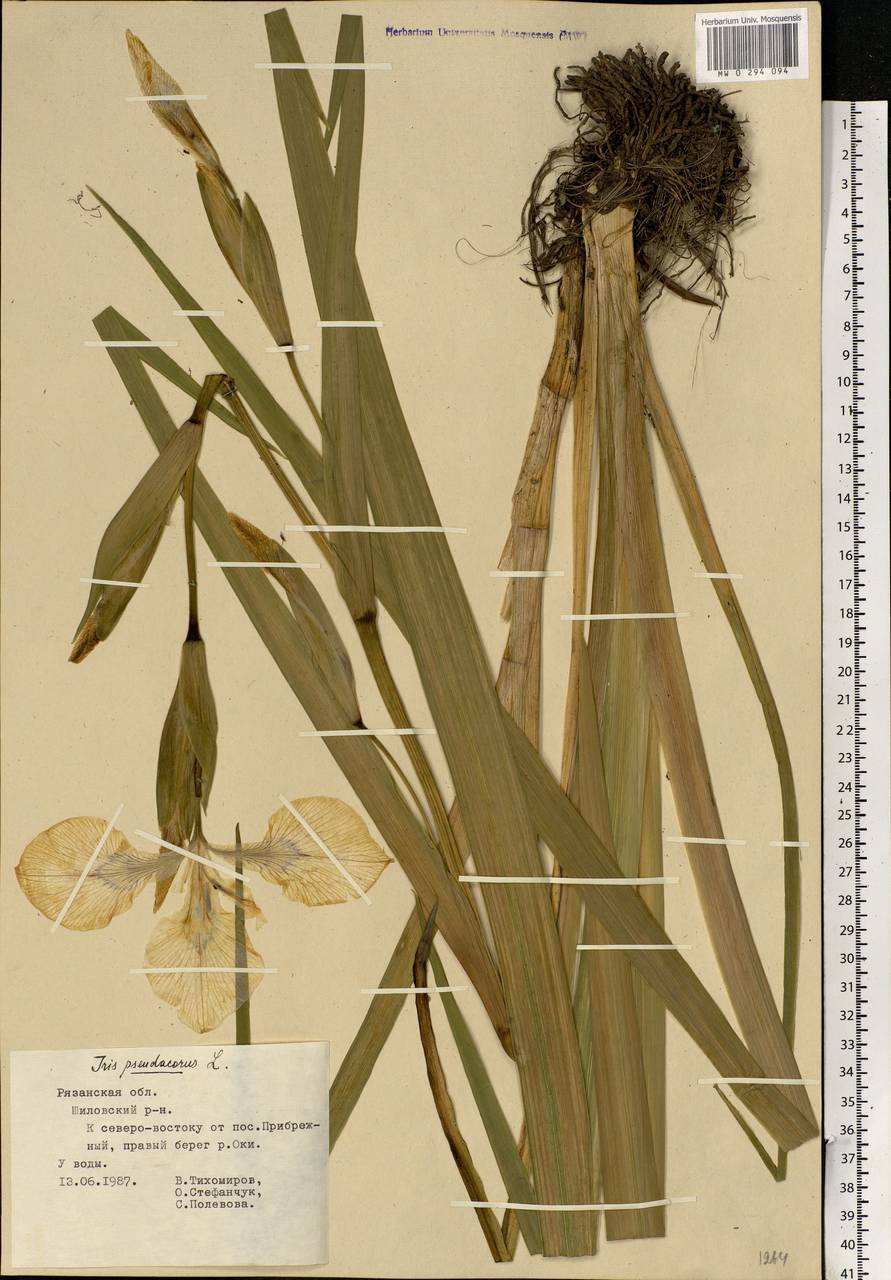 Iris pseudacorus L., Eastern Europe, Central region (E4) (Russia)