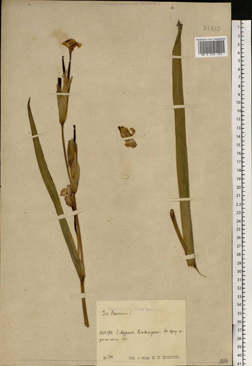 Iris pseudacorus L., Eastern Europe, Central region (E4) (Russia)