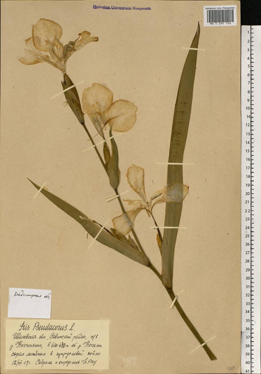 Iris pseudacorus L., Eastern Europe, Central region (E4) (Russia)