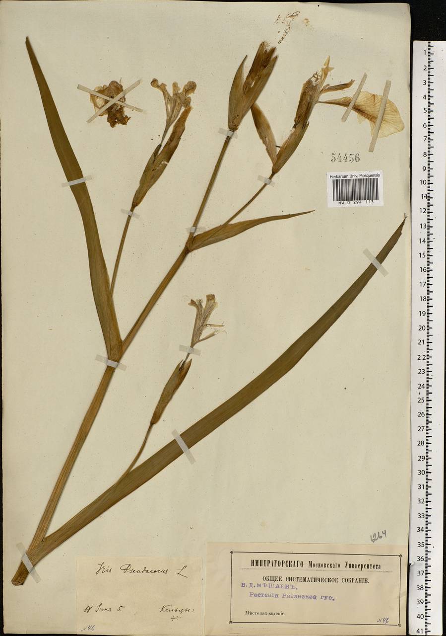 Iris pseudacorus L., Eastern Europe, Central region (E4) (Russia)