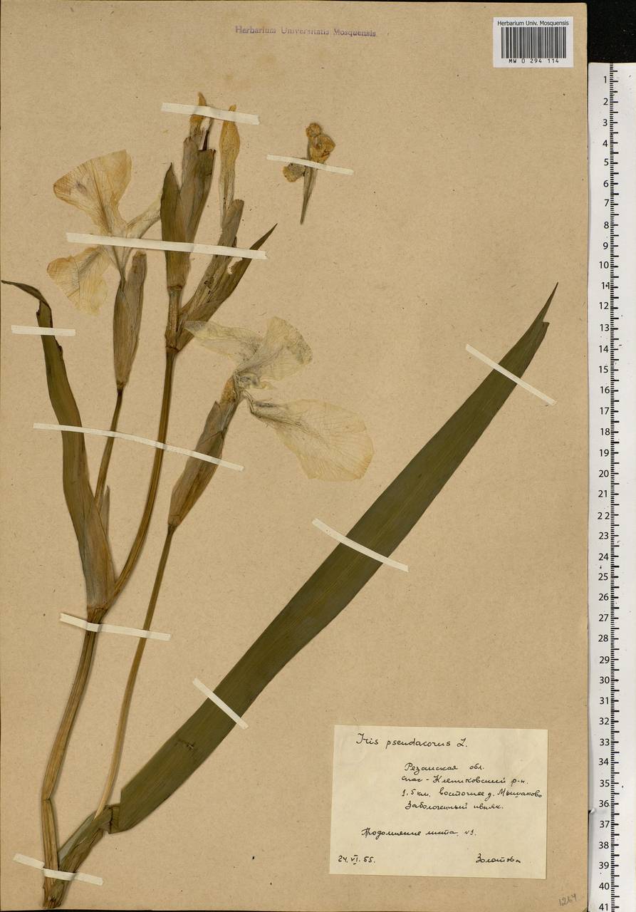 Iris pseudacorus L., Eastern Europe, Central region (E4) (Russia)