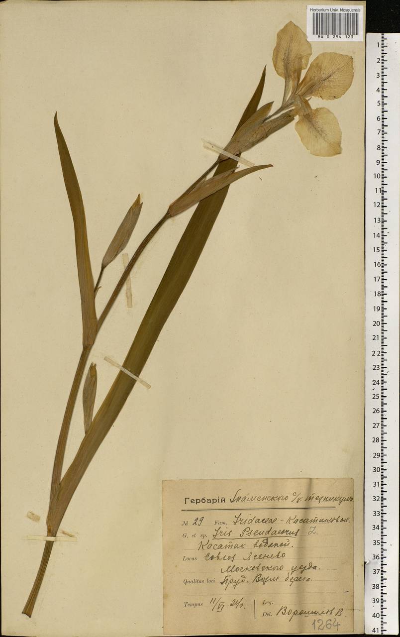 Iris pseudacorus L., Eastern Europe, Moscow region (E4a) (Russia)