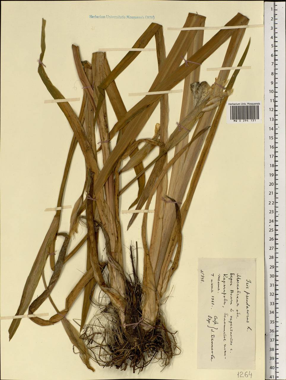 Iris pseudacorus L., Eastern Europe, North-Western region (E2) (Russia)