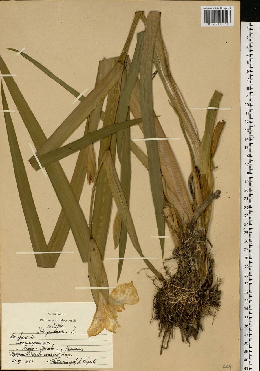 Iris pseudacorus L., Eastern Europe, Moscow region (E4a) (Russia)