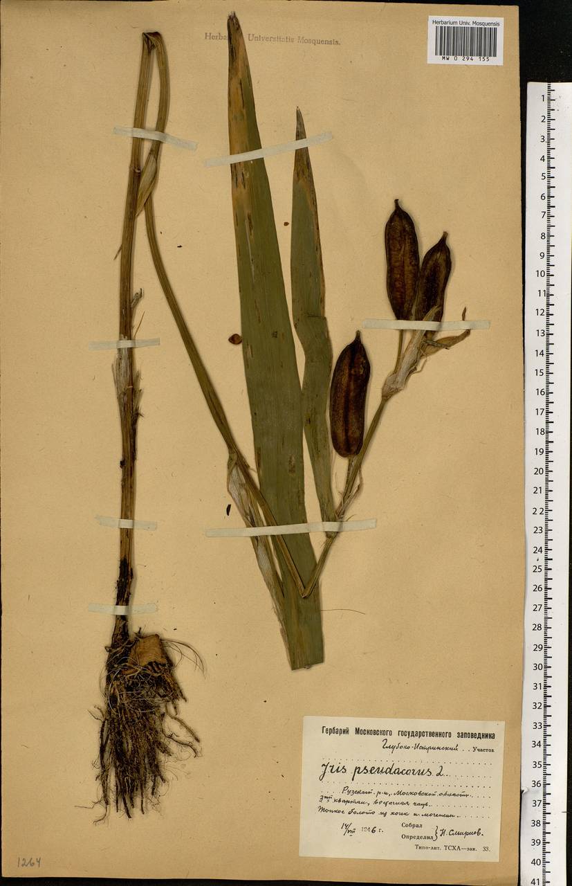 Iris pseudacorus L., Eastern Europe, Moscow region (E4a) (Russia)
