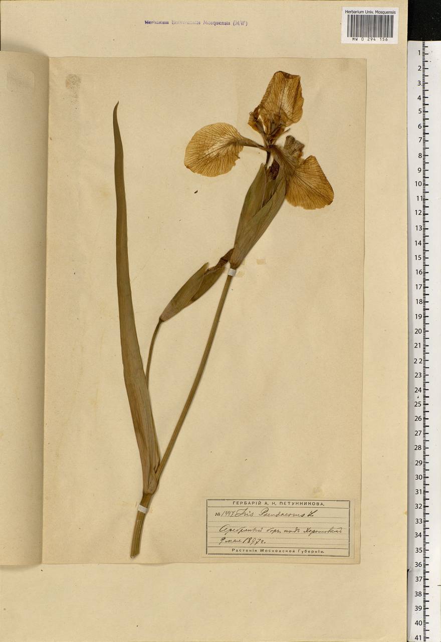 Iris pseudacorus L., Eastern Europe, Moscow region (E4a) (Russia)