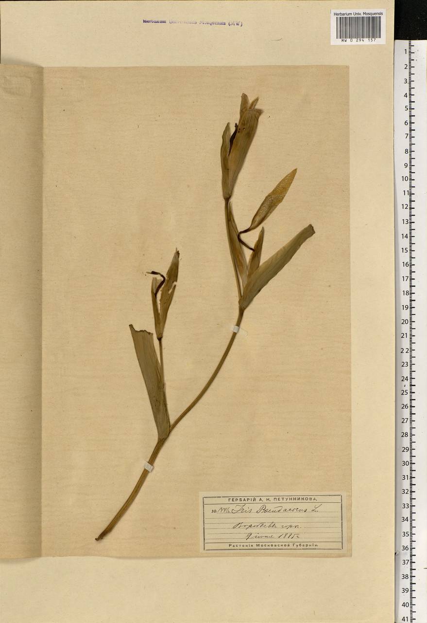 Iris pseudacorus L., Eastern Europe, Moscow region (E4a) (Russia)