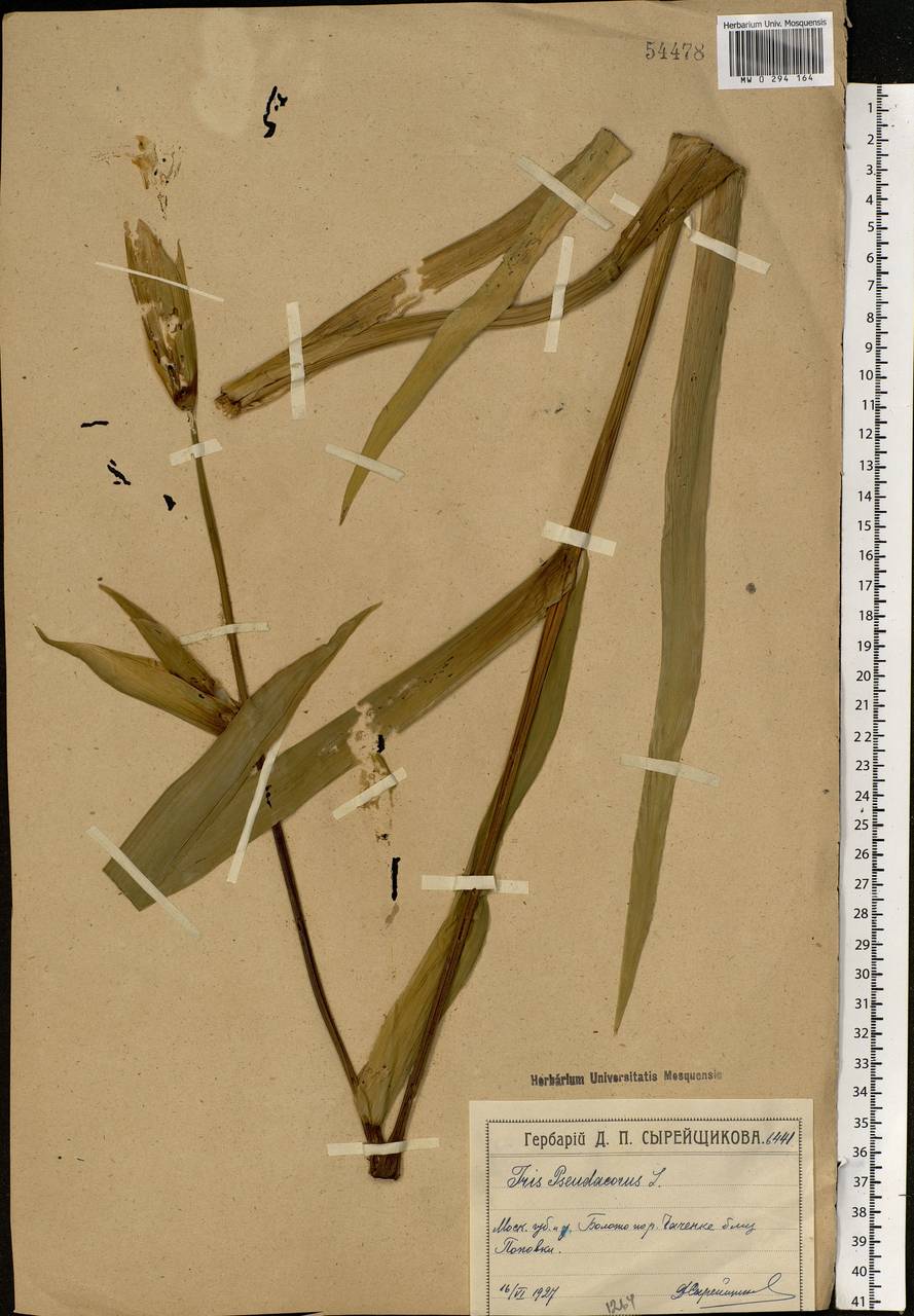 Iris pseudacorus L., Eastern Europe, Moscow region (E4a) (Russia)