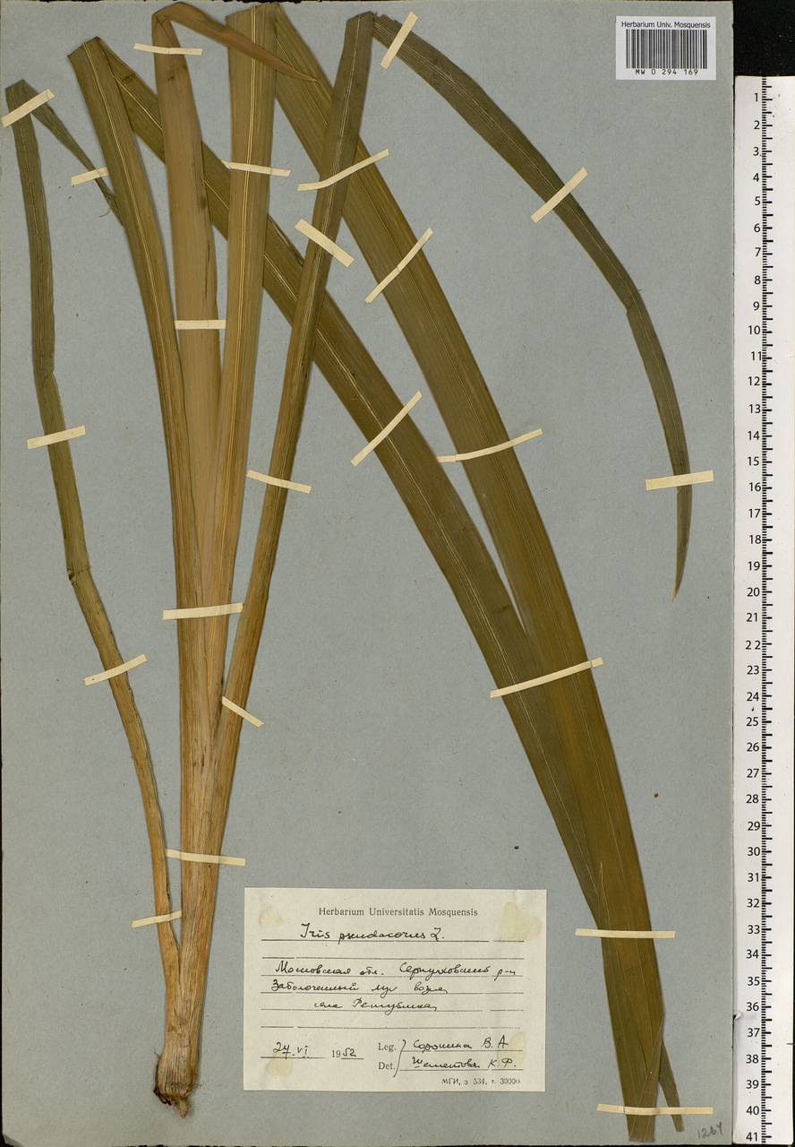 Iris pseudacorus L., Eastern Europe, Moscow region (E4a) (Russia)