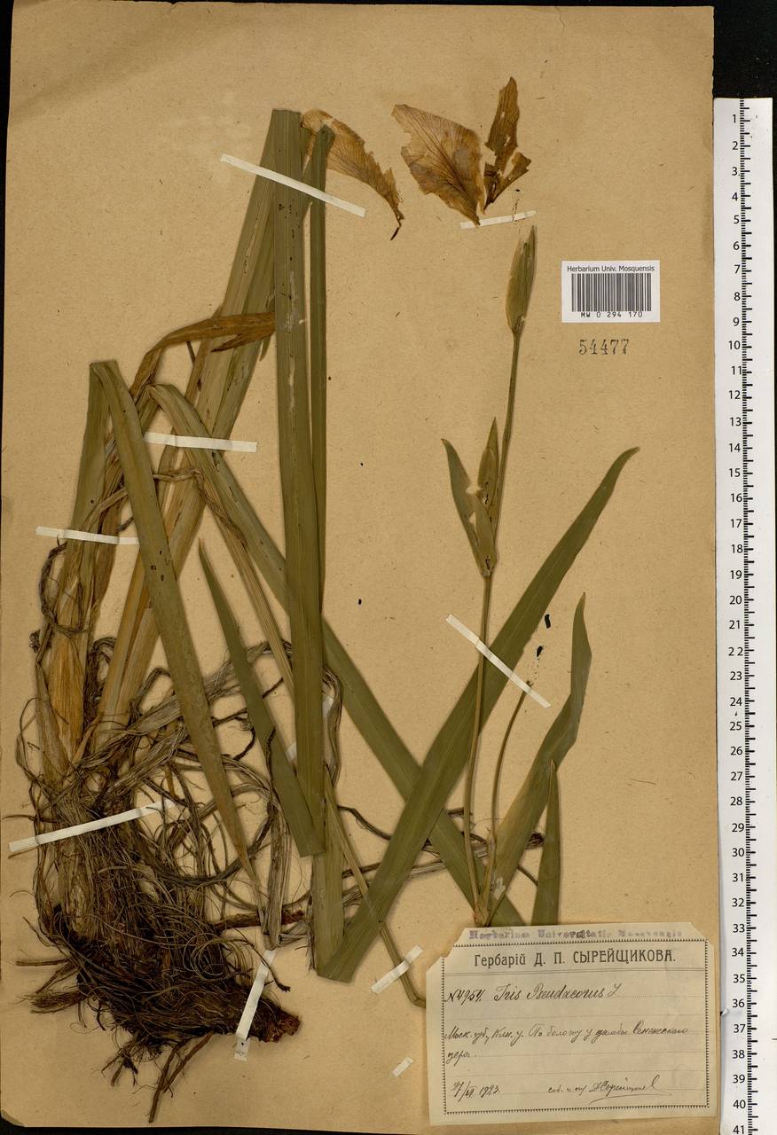 Iris pseudacorus L., Eastern Europe, Moscow region (E4a) (Russia)