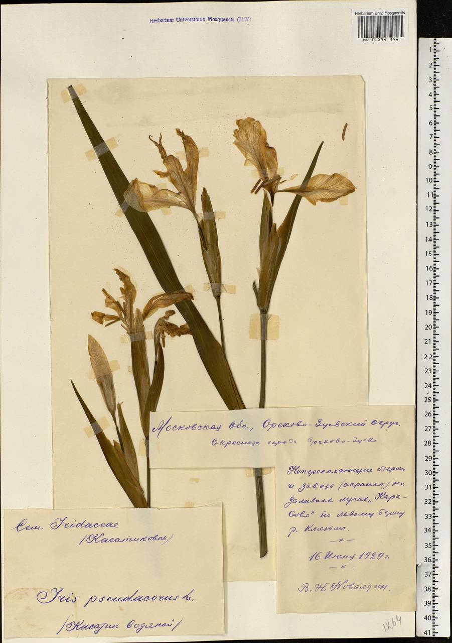 Iris pseudacorus L., Eastern Europe, Moscow region (E4a) (Russia)