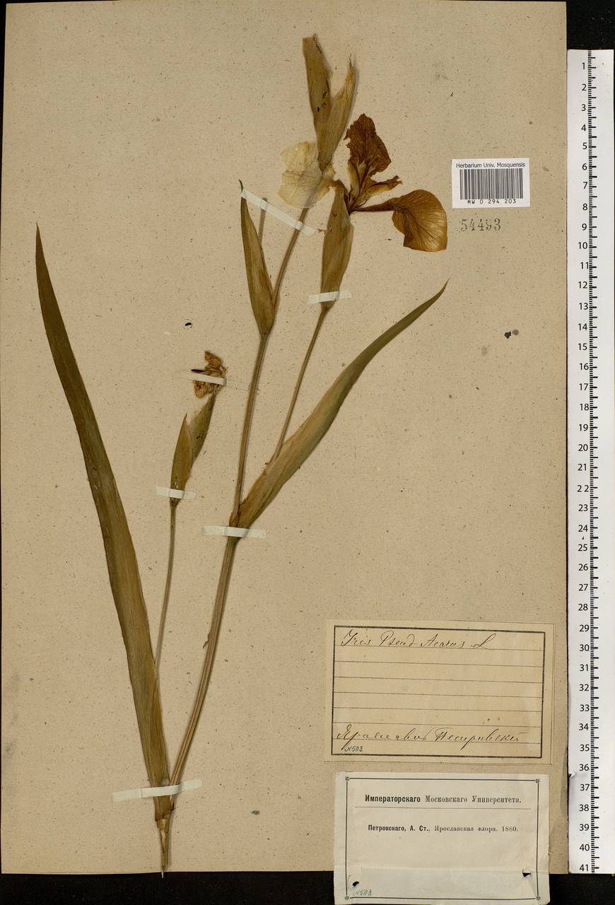 Iris pseudacorus L., Eastern Europe, Central forest region (E5) (Russia)