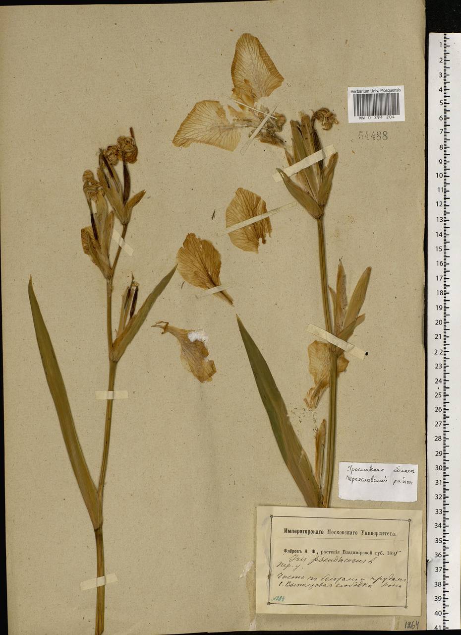 Iris pseudacorus L., Eastern Europe, Central forest region (E5) (Russia)